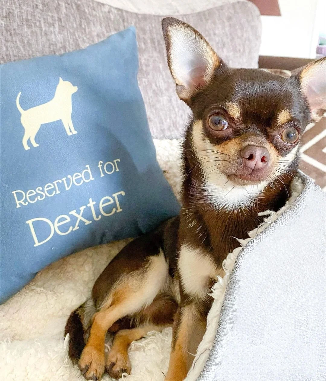 Why does my dog sleep by the door Yappy Life